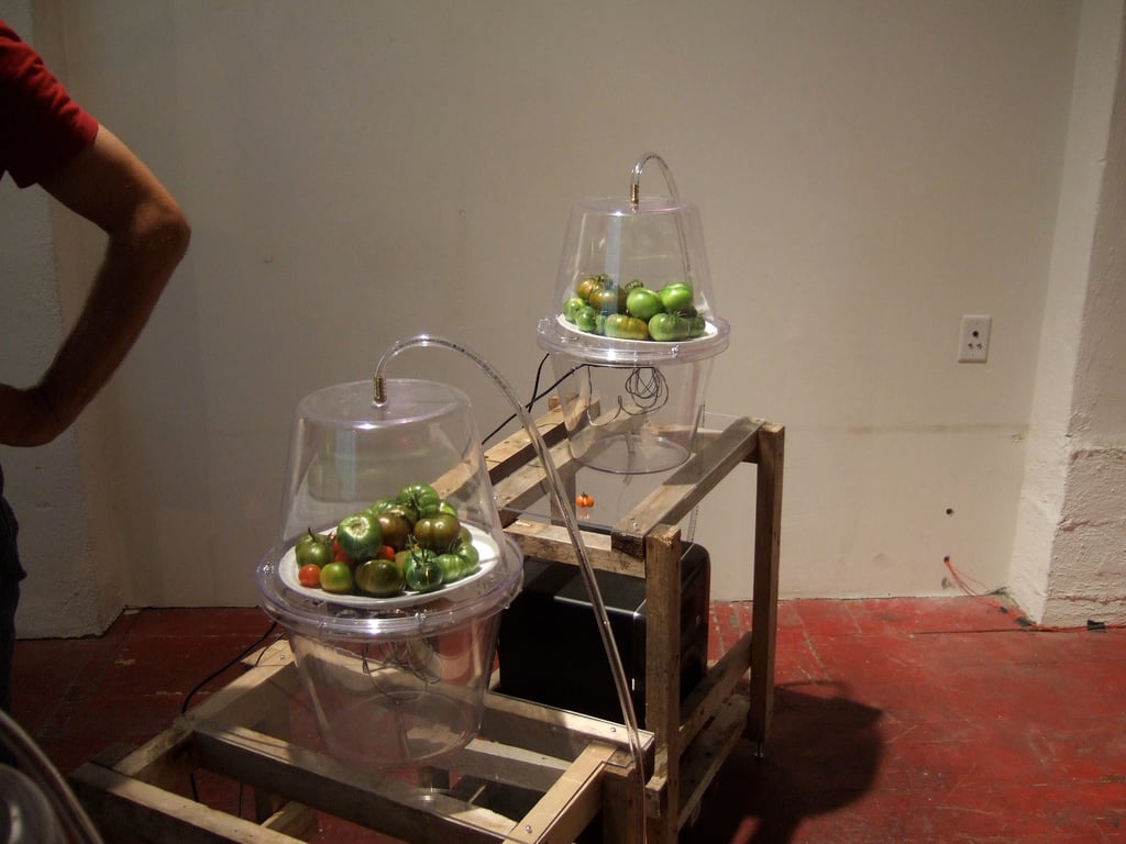 Photograph of the Tomato Quintet installation, showing two enclosures, each containing many tomatoes, with tubes leading away to gas sensors.
